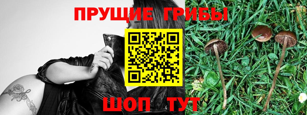 Галлюциногенные грибы MAGIC MUSHROOMS  Вход с VPN  Кохма 